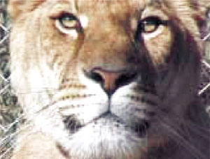 29_t-2.jpg 29_t-2.jpg