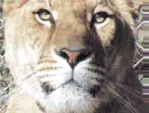 29_t-1.jpg 29_t-1.jpg