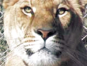 29_t-3.jpg 29_t-3.jpg